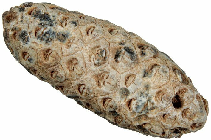 Fossil Seed Cone (Or Aggregate Fruit) - Morocco #234117